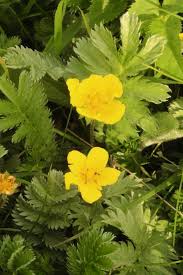 Attēlu rezultāti vaicājumam “Potentilla erecta bud”