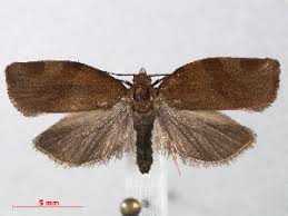 Attēlu rezultāti vaicājumam “Pandemis”