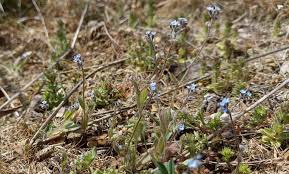Attēlu rezultāti vaicājumam “Myosotis ramosissima flower”
