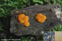 Attēlu rezultāti vaicājumam “Miladina lecithina”