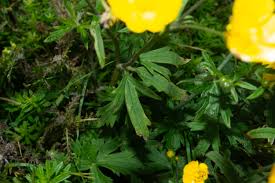 Attēlu rezultāti vaicājumam “Ranunculus bulbosus”