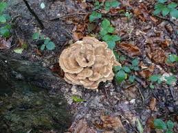 Attēlu rezultāti vaicājumam “Bondarzewia mesenterica”