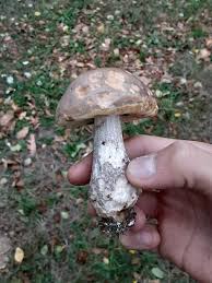 Attēlu rezultāti vaicājumam “Leccinum scabrum”