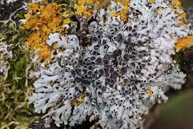 Attēlu rezultāti vaicājumam “Physcia aipolia”