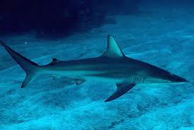 Image result for Carcharhinus