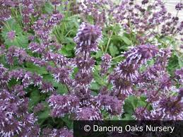 Attēlu rezultāti vaicājumam “Salvia verticillata”