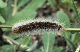 Attēlu rezultāti vaicājumam “Rhyparia purpurata”