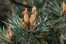 Attēlu rezultāti vaicājumam “Pinus pumila male flower”