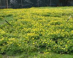 Attēlu rezultāti vaicājumam “Ficaria verna flower”