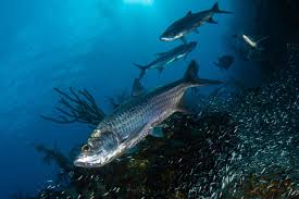 Image result for Megalops atlanticus