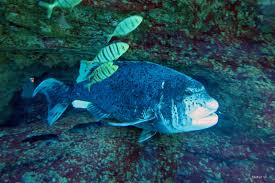 Image result for Cymatoceps nasutus