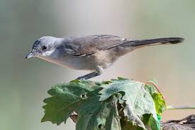 Image result for Sylvia hortensis