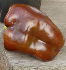 Afbeeldingsresultaat voor chocolate beauty sweet pepper