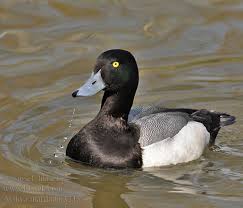 Image result for Aythya marila