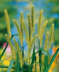 Attēlu rezultāti vaicājumam “Setaria glauca”