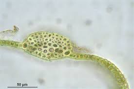 Attēlu rezultāti vaicājumam “Warnstorfia exannulata”