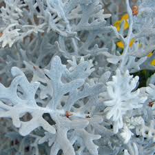 Image result for Cineraria maritima