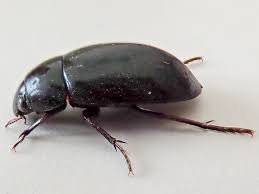 Attēlu rezultāti vaicājumam “Hydrochara caraboides”