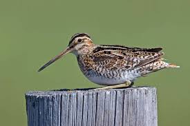 Image result for Gallinago delicata