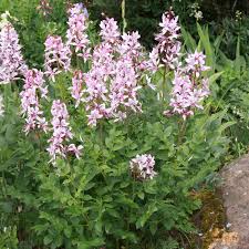 Image result for Diptam