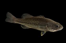 Image result for Micropterus salmoides