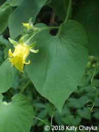 Attēlu rezultāti vaicājumam “Thladiantha dubia”