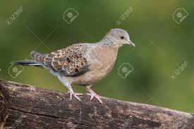 Image result for Streptopelia orientalis