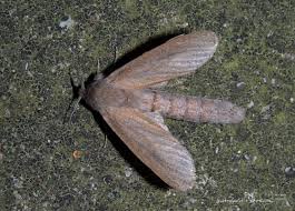 Attēlu rezultāti vaicājumam “Cossidae”