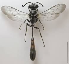 Attēlu rezultāti vaicājumam “Athelia pyriformis”