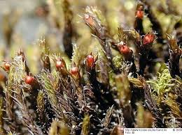 Attēlu rezultāti vaicājumam “Schistidium apocarpum”