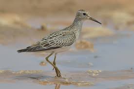 Image result for Calidris melanotos