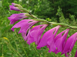 Attēlu rezultāti vaicājumam “Gladiolus imbricatus flower”