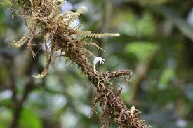 Attēlu rezultāti vaicājumam “Lentibulariaceae”