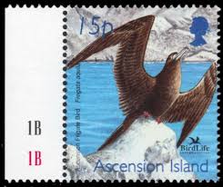 Image result for Fregata aquila