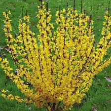 Attēlu rezultāti vaicājumam “Forsythia intermedia”