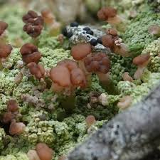 Attēlu rezultāti vaicājumam “Baeomyces rufus”