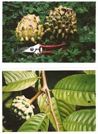 Attēlu rezultāti vaicājumam “Briza media fruit”