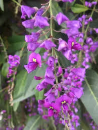 Attēlu rezultāti vaicājumam “Cribraria violacea stalked”