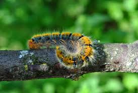 Attēlu rezultāti vaicājumam “Lasiocampa trifolii”