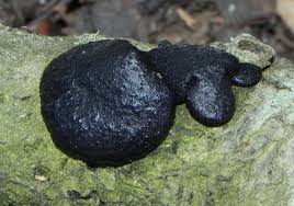 Attēlu rezultāti vaicājumam “Exidia glandulosa”