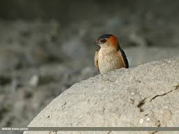 Image result for Cecropis daurica