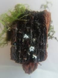 Attēlu rezultāti vaicājumam “Diderma ochraceum sessile”