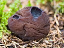 Attēlu rezultāti vaicājumam “Sarcosoma globosum”