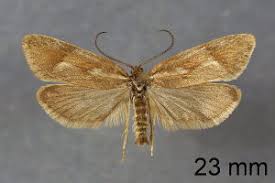 Attēlu rezultāti vaicājumam “Diurnea lipsiella”