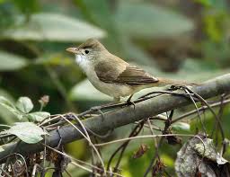 Image result for Acrocephalus aedon