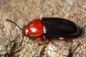 Attēlu rezultāti vaicājumam “Triplax russica”