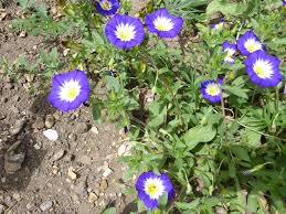 Image result for Convolvulus tricolor