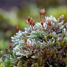 Attēlu rezultāti vaicājumam “Bryum argenteum sporophyte”