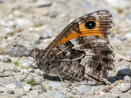 Attēlu rezultāti vaicājumam “Hipparchia semele”