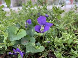 Attēlu rezultāti vaicājumam “Viola sororia flower”